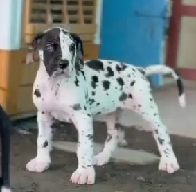 Purchase KCI Registered Great Dane Puppy from Vizag